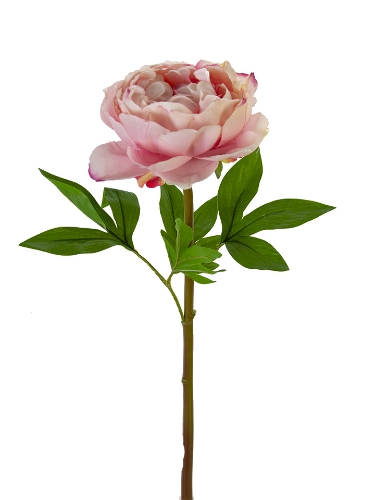 Picture of 26" REAL TOUCH PEONY STEM