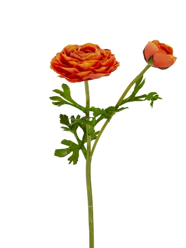 Picture of 22" REAL TOUCH RANUNCULUS