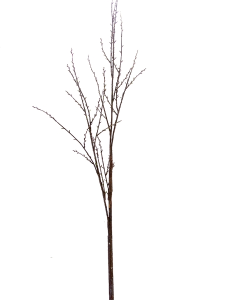 Picture of 65.5" BIRCH BRANCH