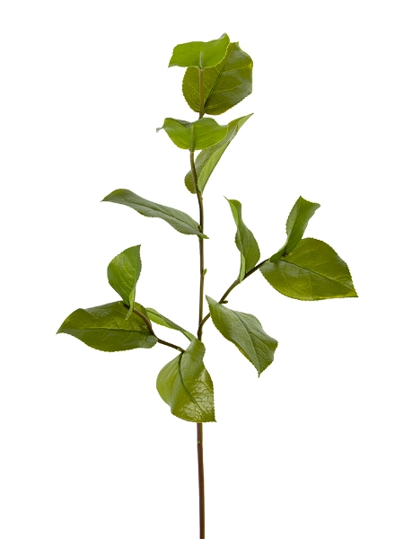 Picture of 32" SALAL LEAF SPRAY