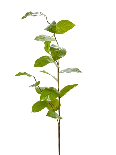 Picture of 44" SALAL LEAF SPRAY