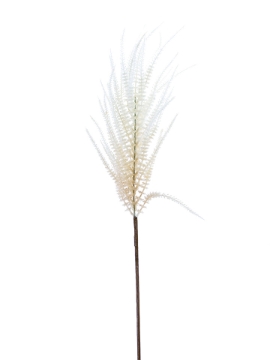 Picture of 44" UPRIGHT AMARANTHUS