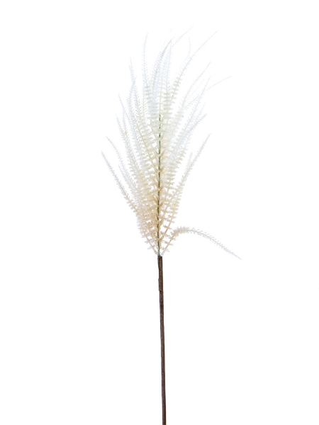 Picture of 44" UPRIGHT AMARANTHUS