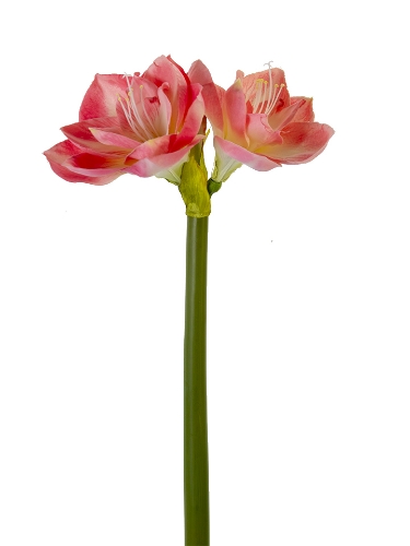 Picture of 26" AMARYLLIS