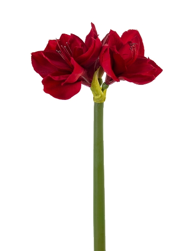 Picture of 26" AMARYLLIS 2F,1B