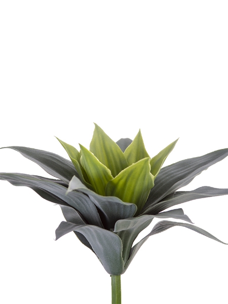 Picture of 10" AGAVE PICK