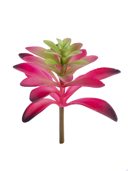 Picture of 7" AEONIUM  PICK