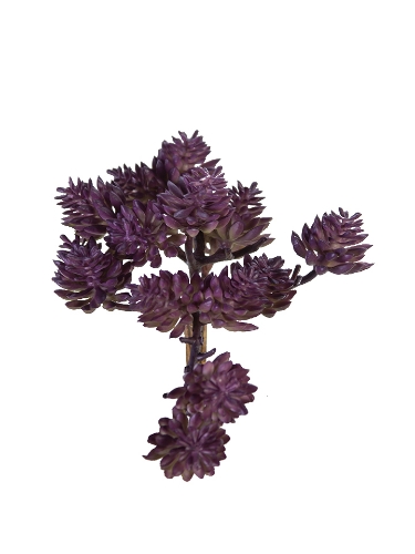 Picture of 5" SEDUM PICK