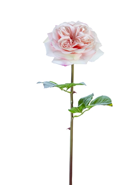 Picture of 24" REAL TOUCH GARDEN ROSE STEM