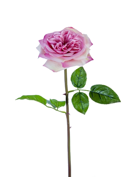 Picture of 24" REAL TOUCH GARDEN ROSE STEM