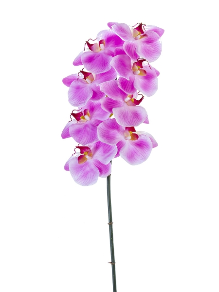 Picture of 31" REAL TOUCH PHALAENOPSIS