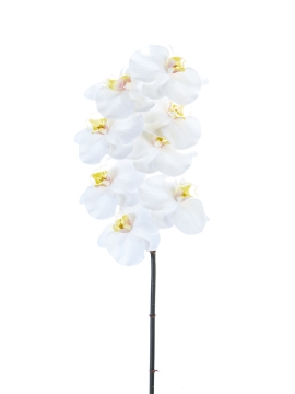 Picture of 31" REAL TOUCH PHALAENOPSIS