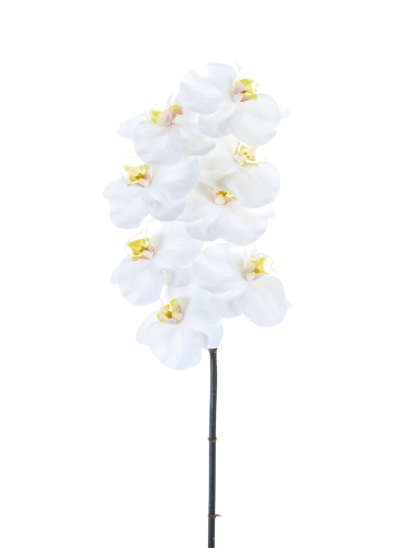 Picture of 31" REAL TOUCH PHALAENOPSIS