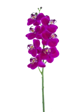 Picture of 24" REAL TOUCH PHALAENOPSIS