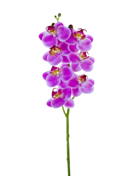 Picture of 24" REAL TOUCH PHALAENOPSIS