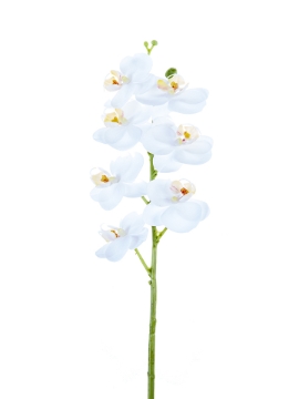 Picture of 24" REAL TOUCH PHALAENOPSIS