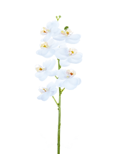 Picture of 24"' PHALAENOPSIS ORCHID