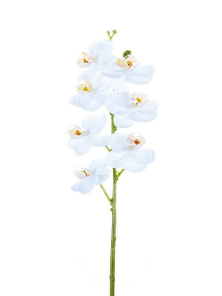 Picture of 24" REAL TOUCH PHALAENOPSIS