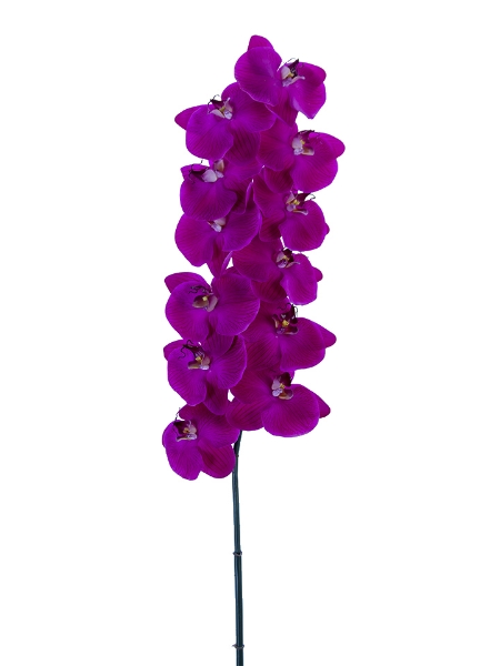 Picture of 42" REAL TOUCH PHALAENOPSIS