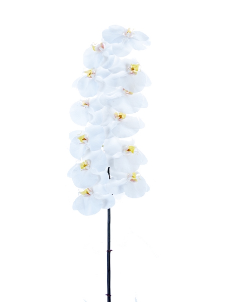 Picture of 42" REAL TOUCH PHALAENOPSIS