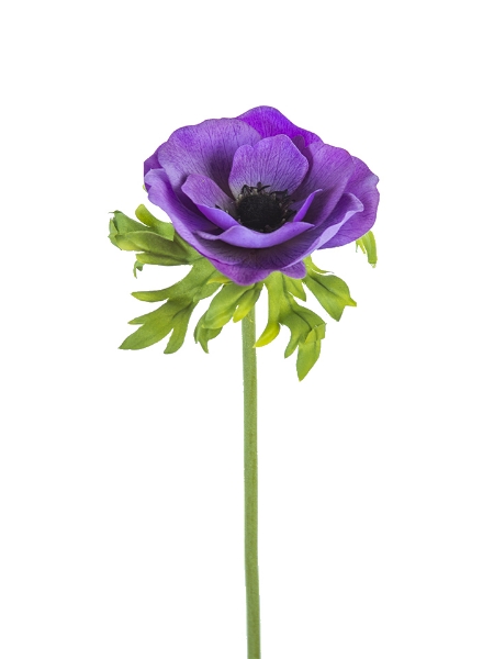 Picture of 22" REAL TOUCH POPPY ANEMONE