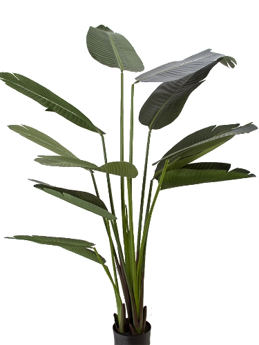 Picture of 65" BIRD OF PARADISE POTTED