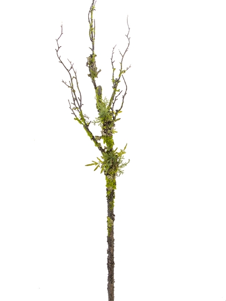 Picture of 54" MOSS TWIG BRANCH