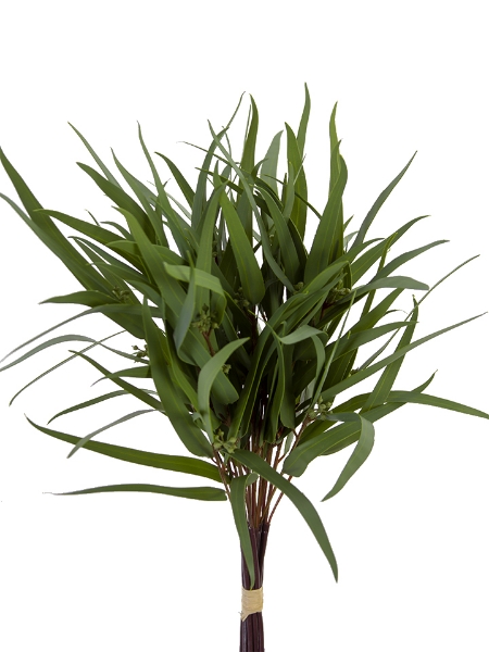 Picture of 20" FEATHER EUCALYPTUS BUNDLE