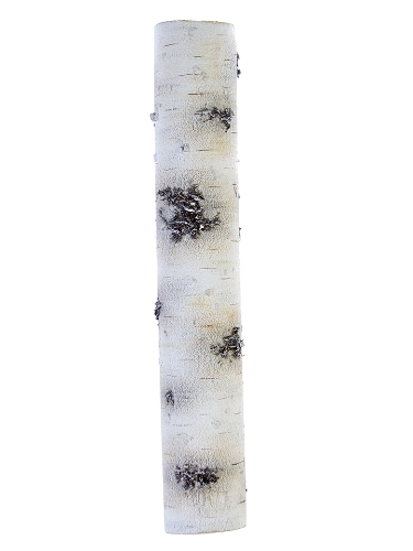 Picture of 22.5" X 3" BIRCH BRANCH
