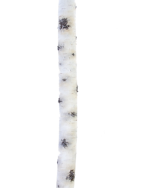 Picture of 47" X 3" BIRCH BRANCH