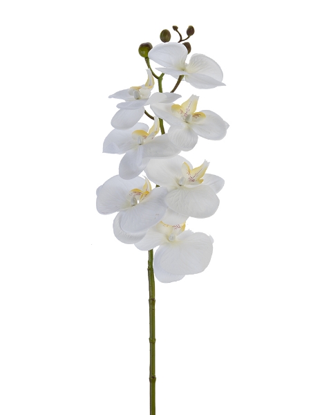 Picture of 35" BUTTERFLY ORCHID