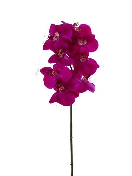 Picture of 31" REAL TOUCH PHALAENOPSIS
