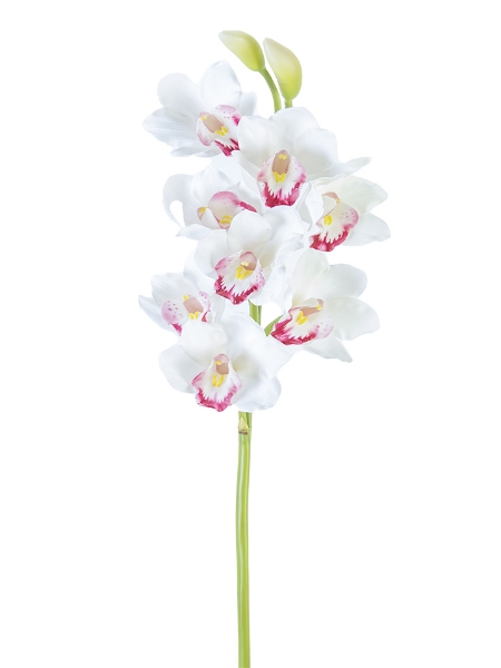 Picture of 32" CYMBIDIUM ORCHID