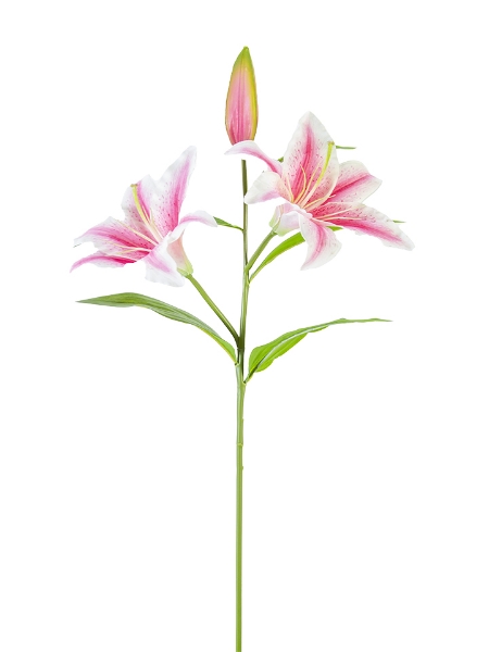 Picture of 30" STARGAZER LILY