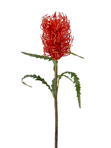 Picture of 21" BANSKIA PROTEA