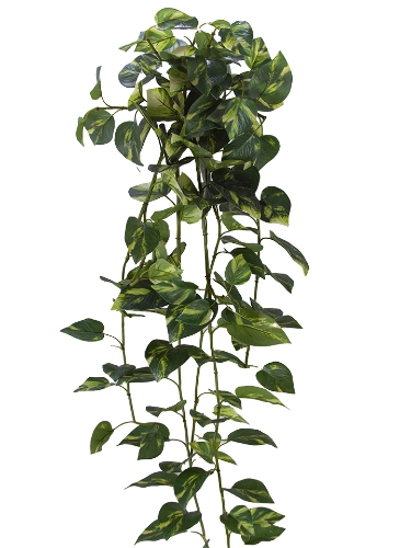 Picture of 46" UV PROTECTED POTHOS BUSH