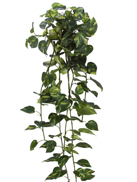 Picture of 46" UV PROTECTED POTHOS BUSH