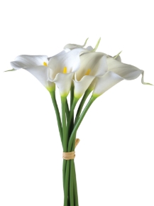 Picture for category Calla Lily