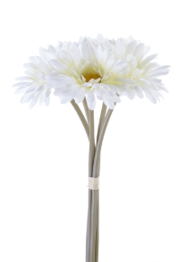 Picture for category Daisy