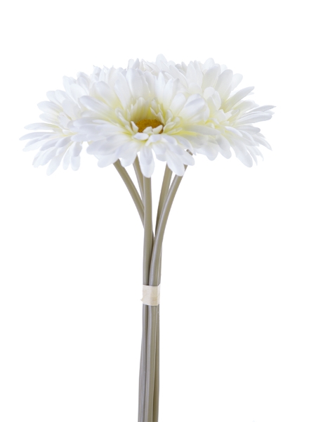 Picture for category Daisy