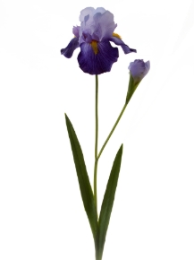 Picture for category Iris