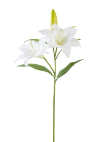 Picture for category Lily