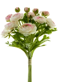 Picture for category Ranunculus