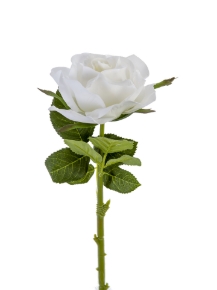 Picture for category Rose Stem