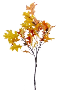 Picture for category BRANCHES