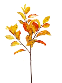 Picture for category FOLIAGE