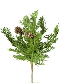 Picture for category Pine