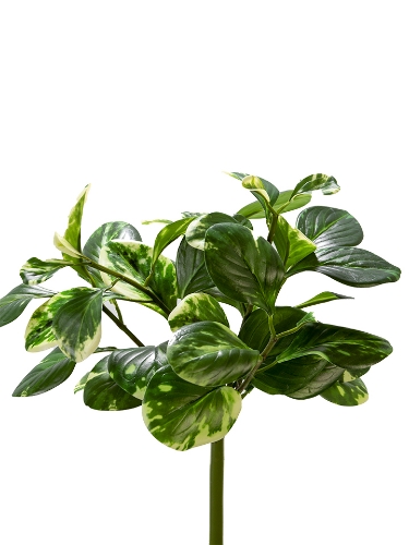 Picture of 16" UV PROTECTED PEPPEROMIA BUSH