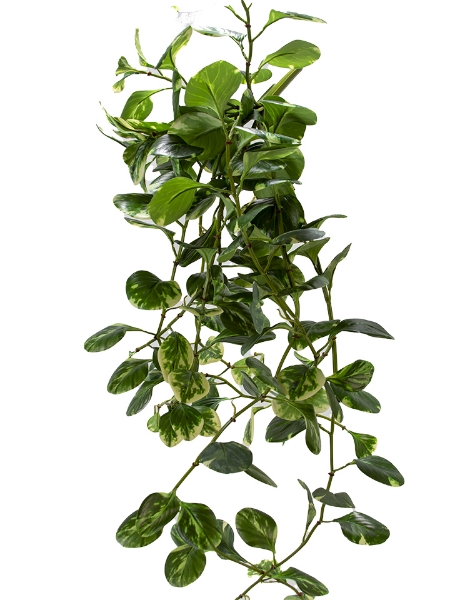 Picture of 50" UV PROTECTED MARBLE JADE BUSH