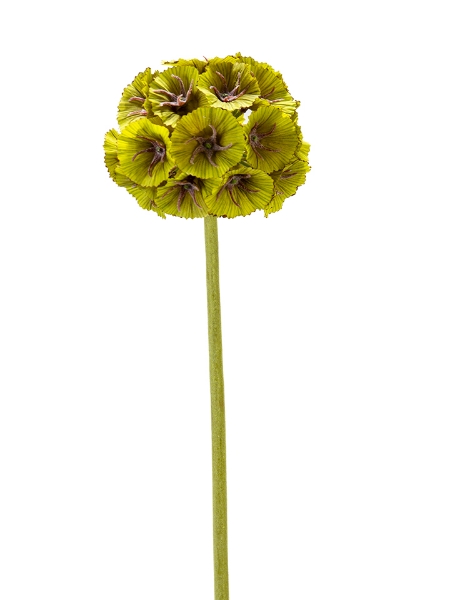 Picture of 23" SCABIOSA